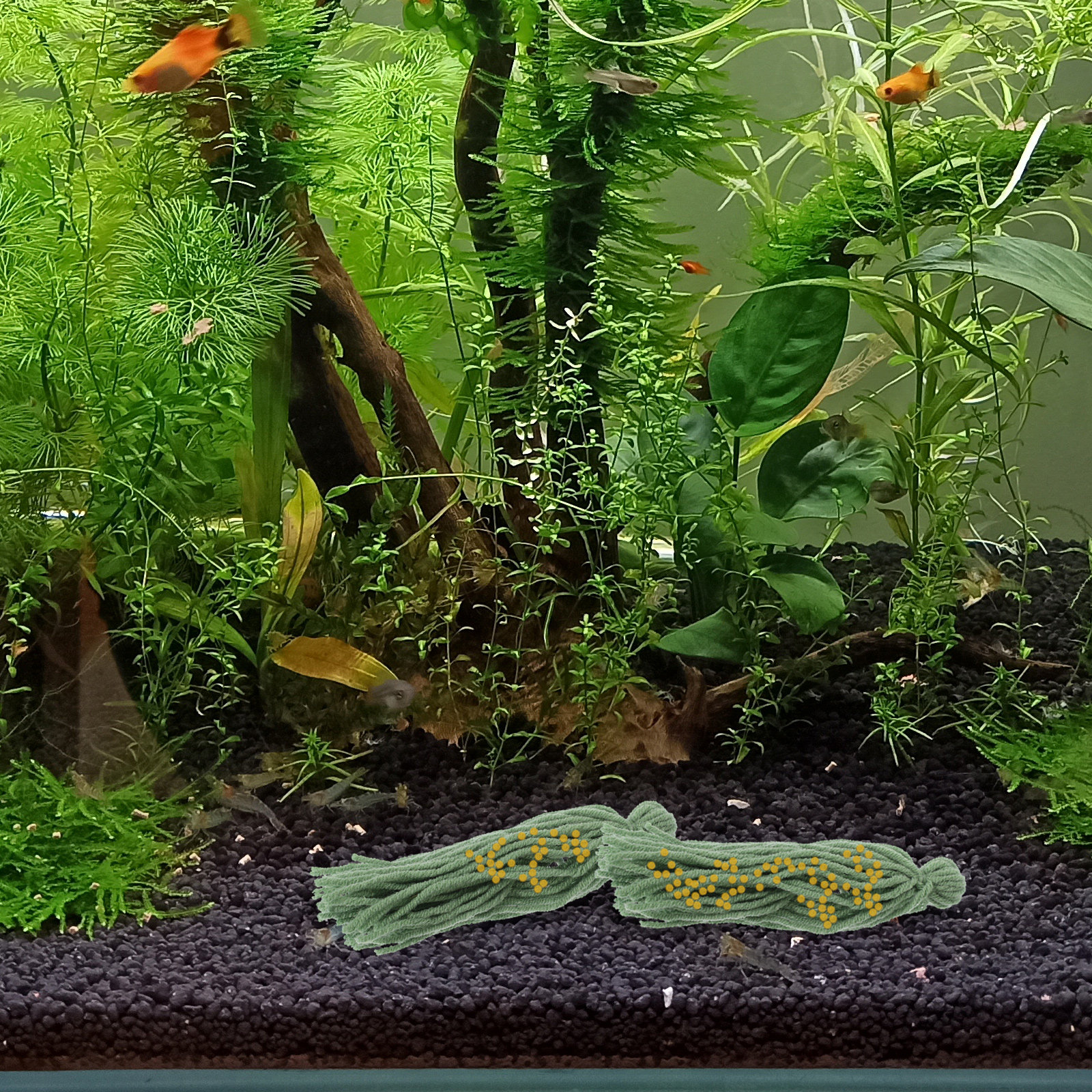 5Pcs Breeding Mop for Fish Tan - Aquarium Fish Hiding Spot のレビューと価格