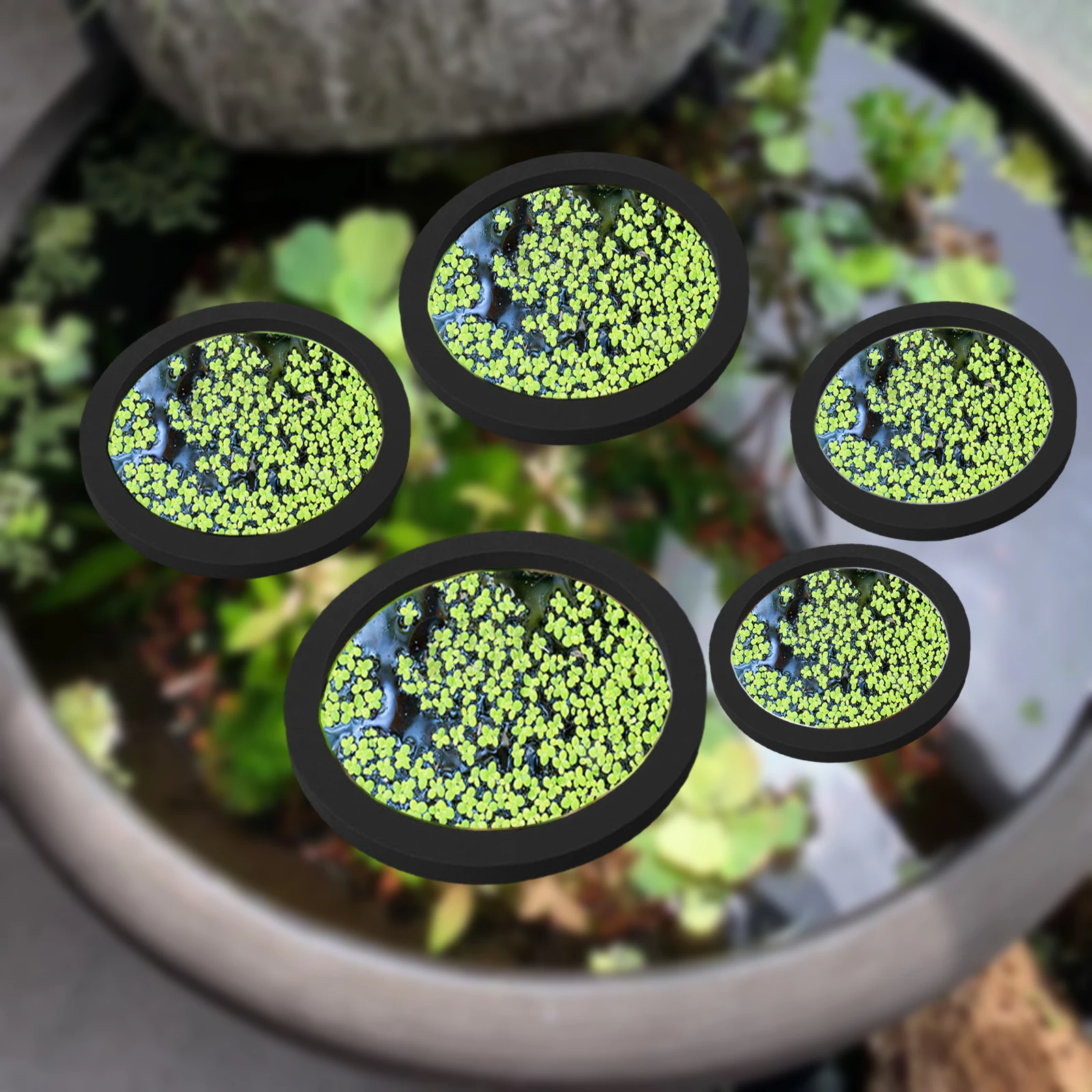 5Pcs EVA Fish Feeding Ring Aqu - Aquarium Fish Photography のレビューと価格