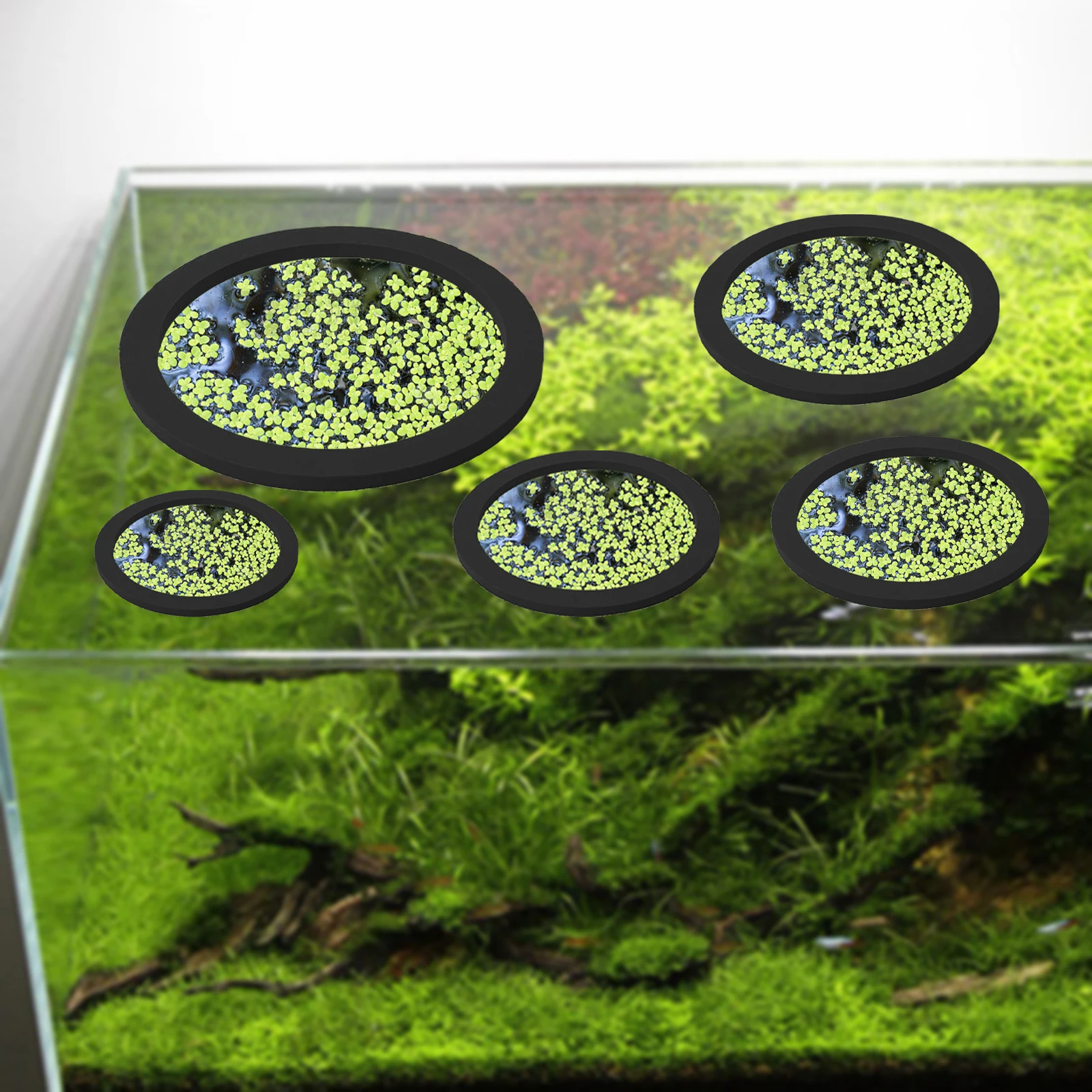 5Pcs EVA Fish Feeding Ring Aqu - Aquarium Fish Photography のレビューと価格