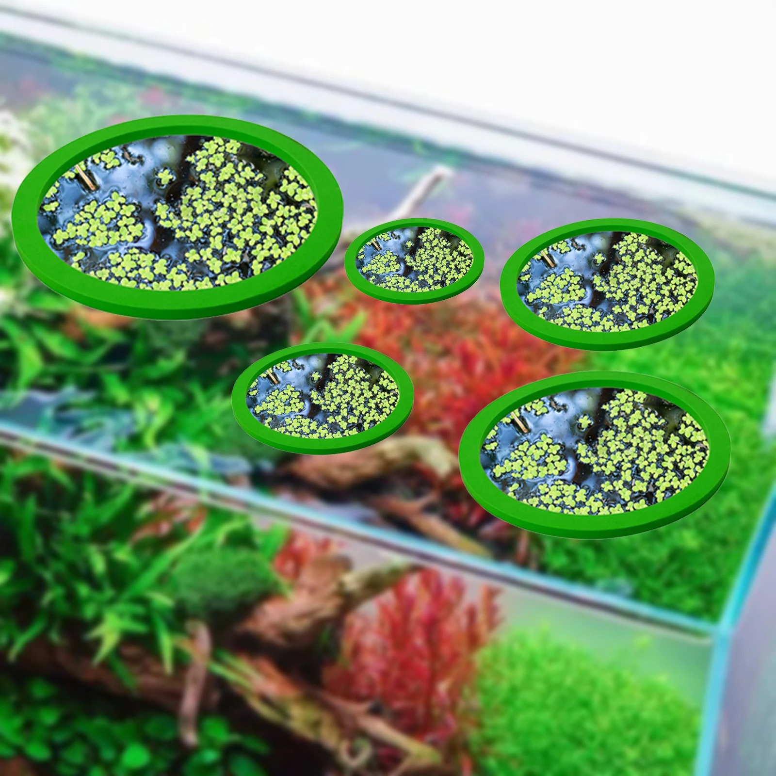 5Pcs EVA Fish Feeding Ring Aqu - Aquarium Fish Photography のレビューと価格