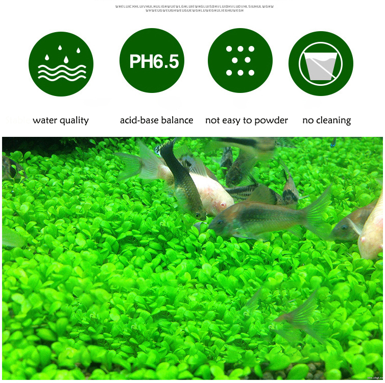 Aquarium Plant Seeds Soil Fish - Aquarium Fish Photography のレビューと価格